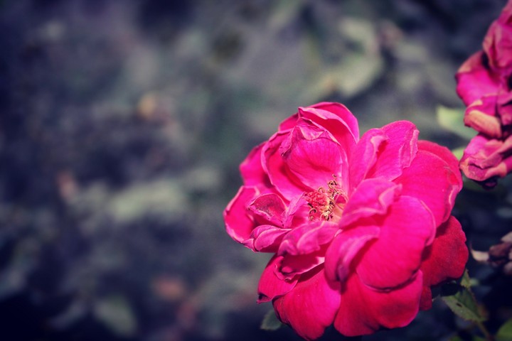 Red Rose