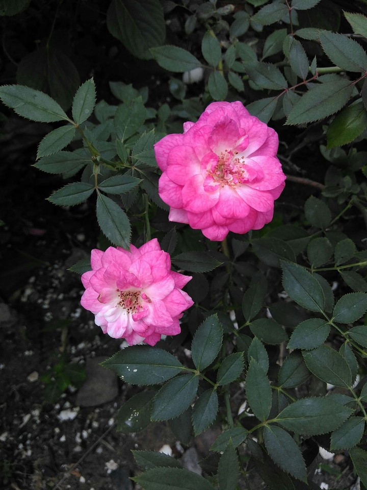 Beautiful roses