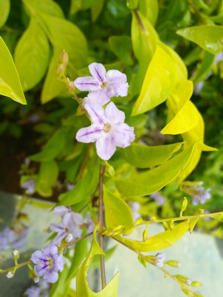 flower nachural