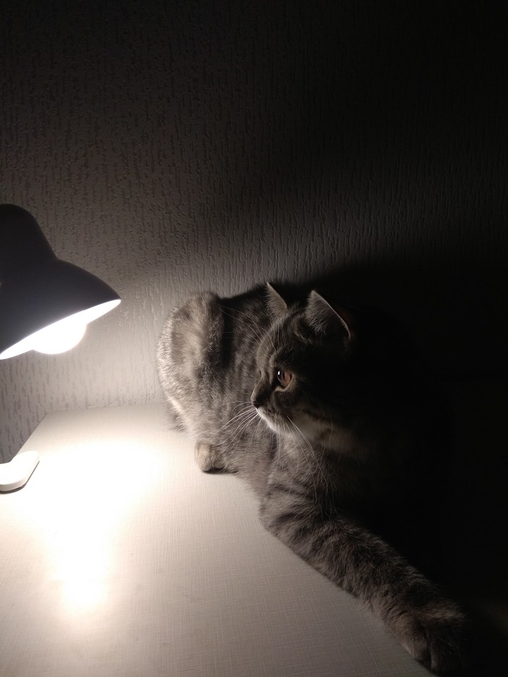 Our Gray on his own