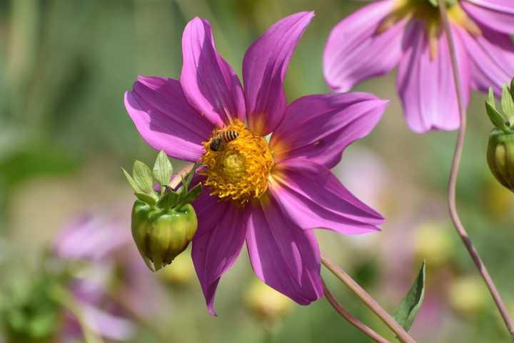 bee with flower ?