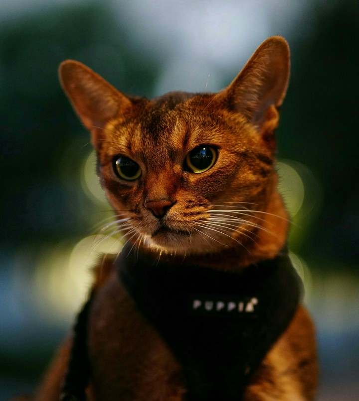 kitten