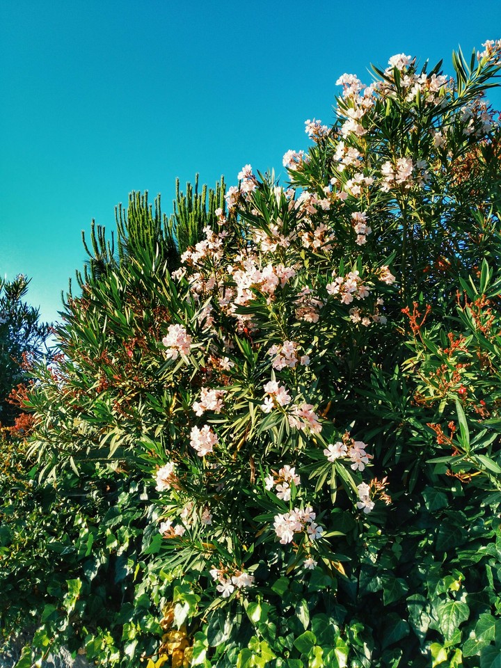 Flowers