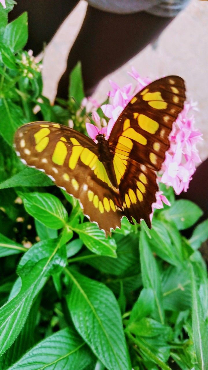 Papillon