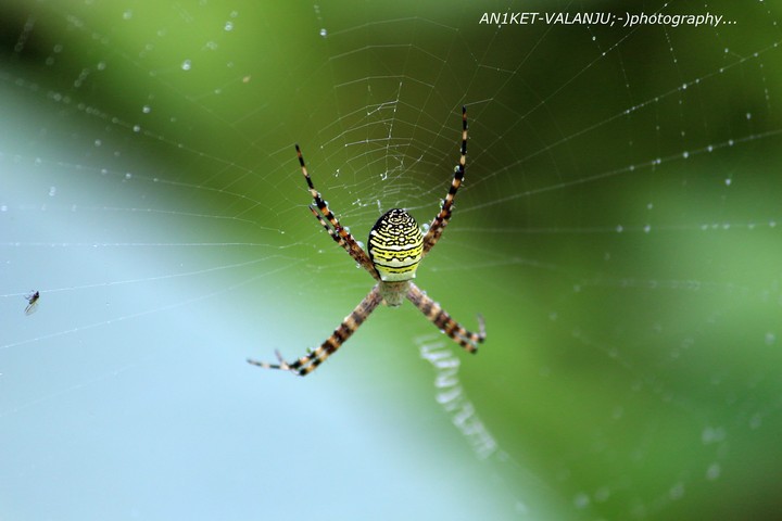 spider