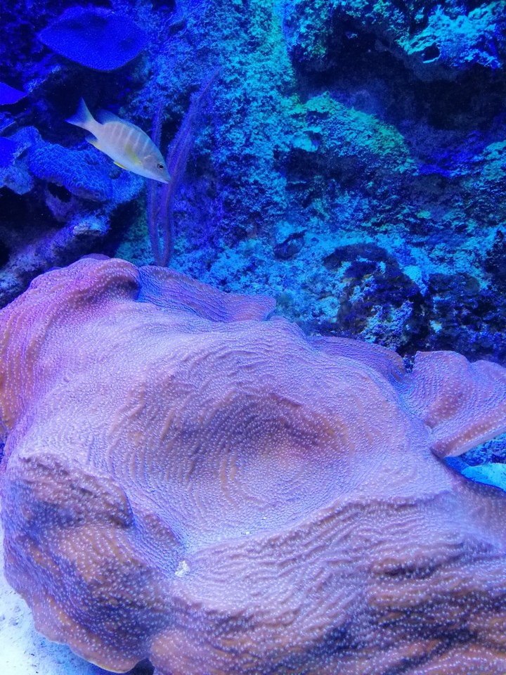 Coral Xcaret