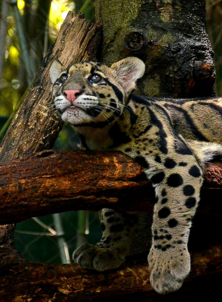 Laying Down Shopping Clouded Leopard Style
