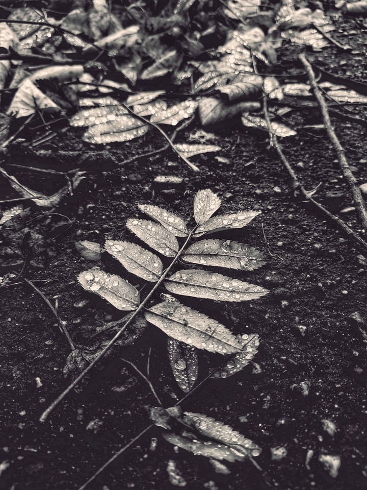 Autumn drops (black version)