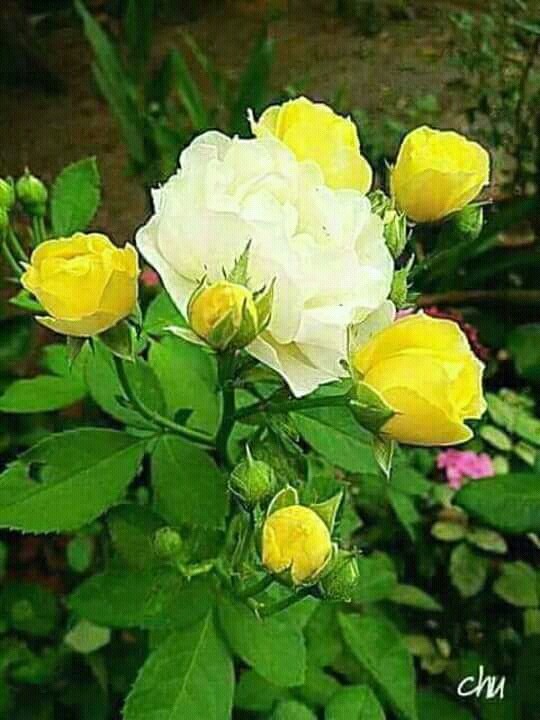 rose