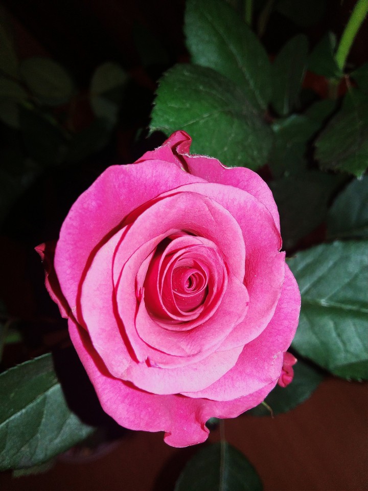 rose