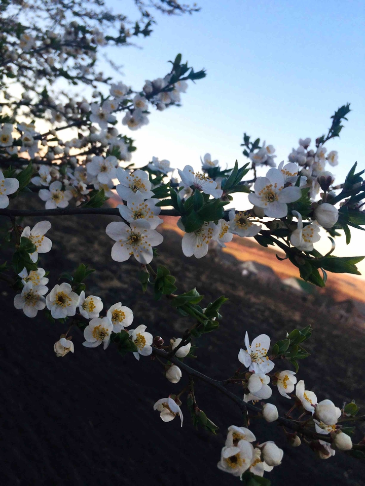 #spring