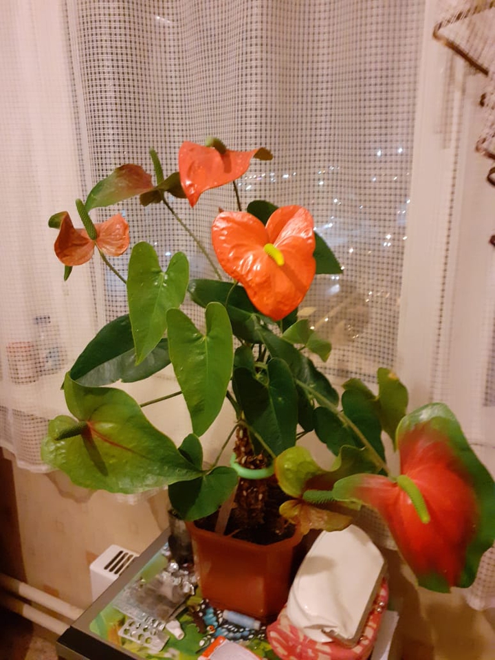 ему 8 лет