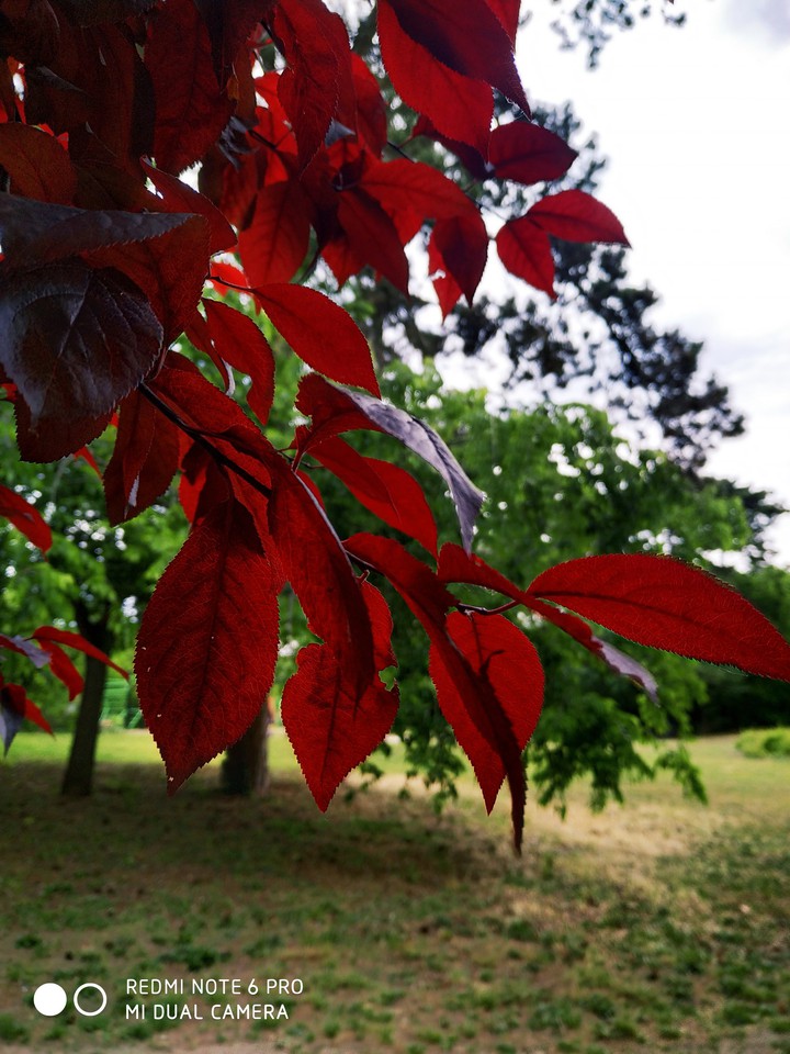 red tree