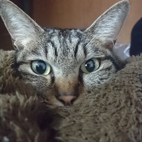 愛猫