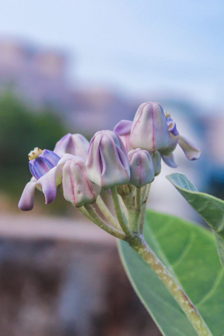 flower