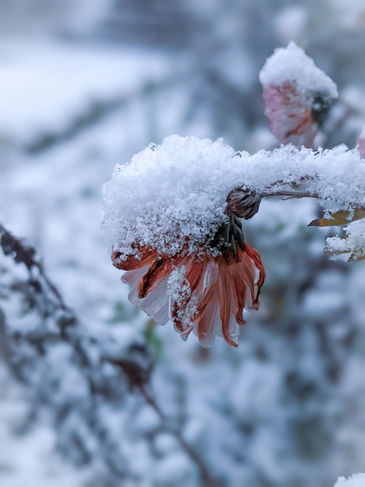 Flower in the snow