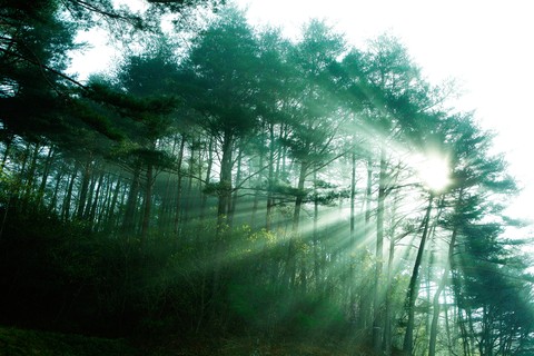 Sunlight between Leaves