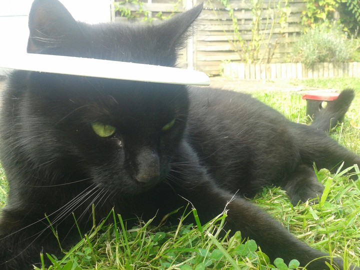 Katze mit heiligenschein