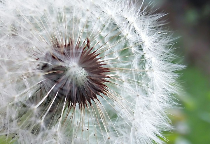 Dandelion