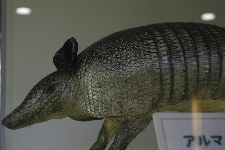 Animal