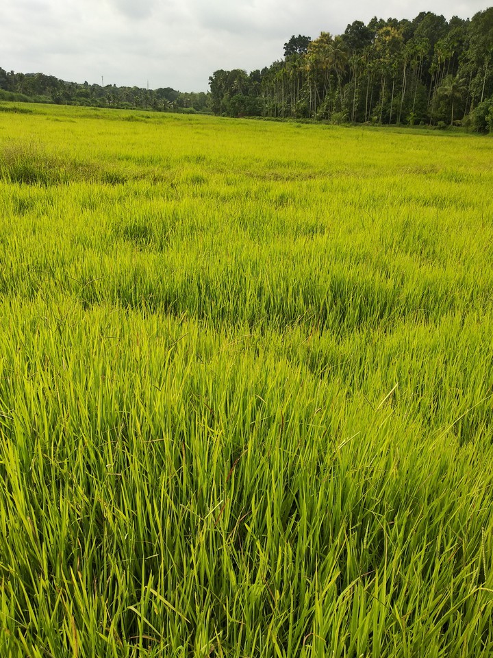 all green