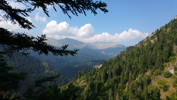 1170m Pertouli forest Abies borisii-regis