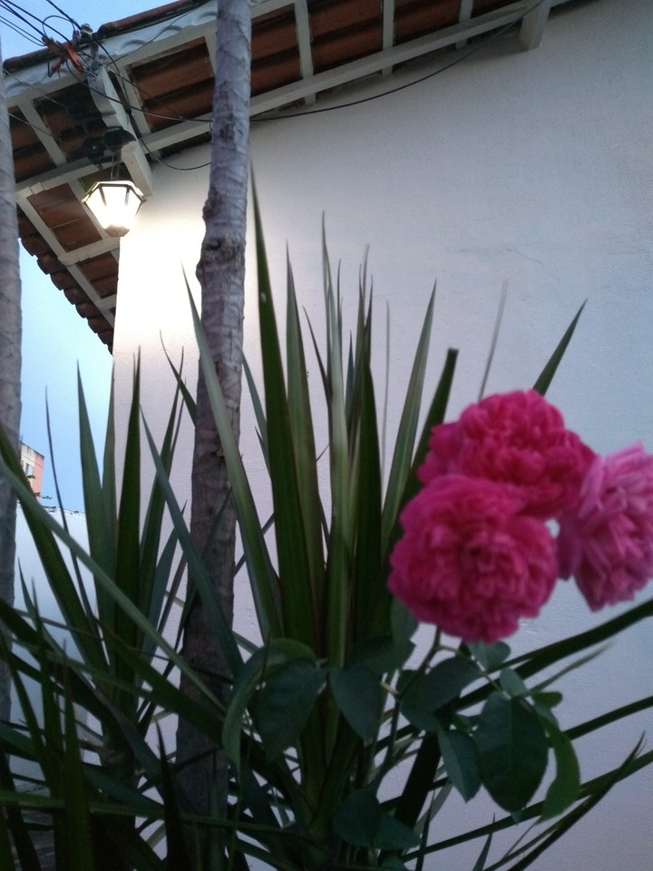 luz