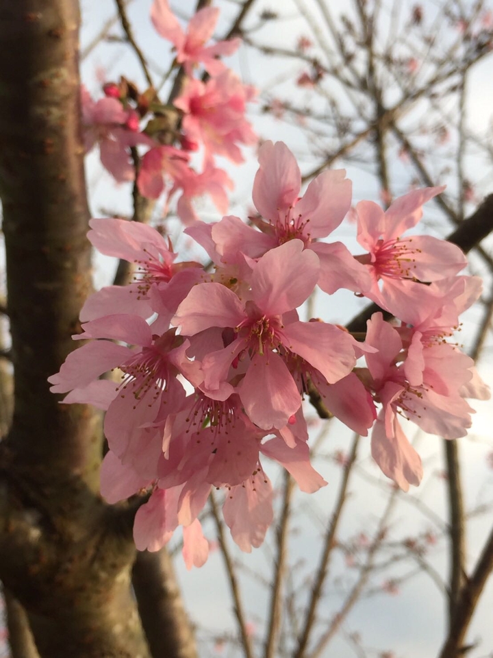 Sakura