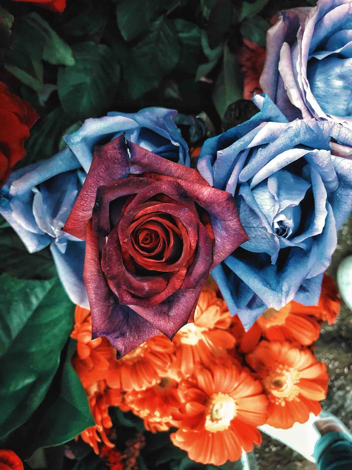 Hello Rose