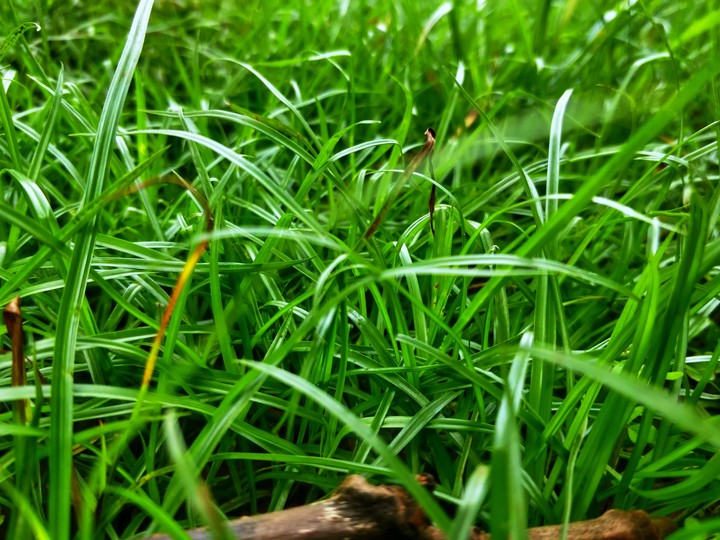 Grass
