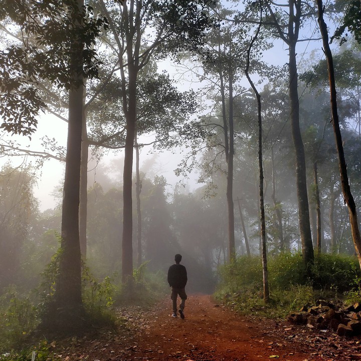into the woods