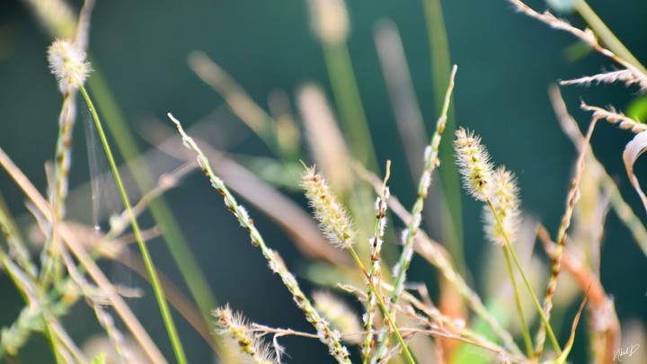 The Grass