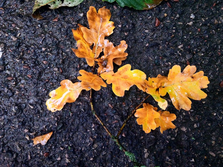 autumn
