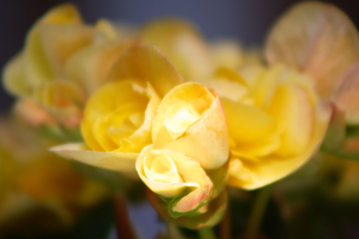 Blumen