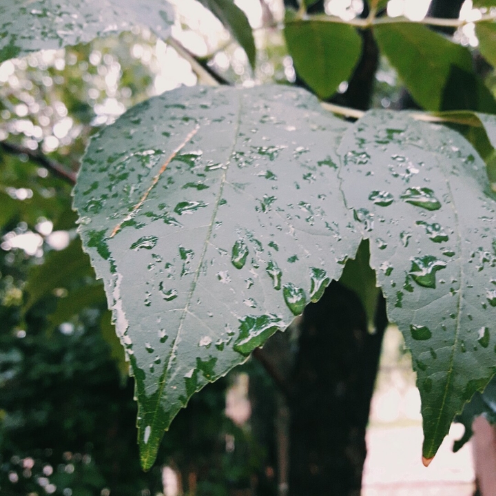 rain