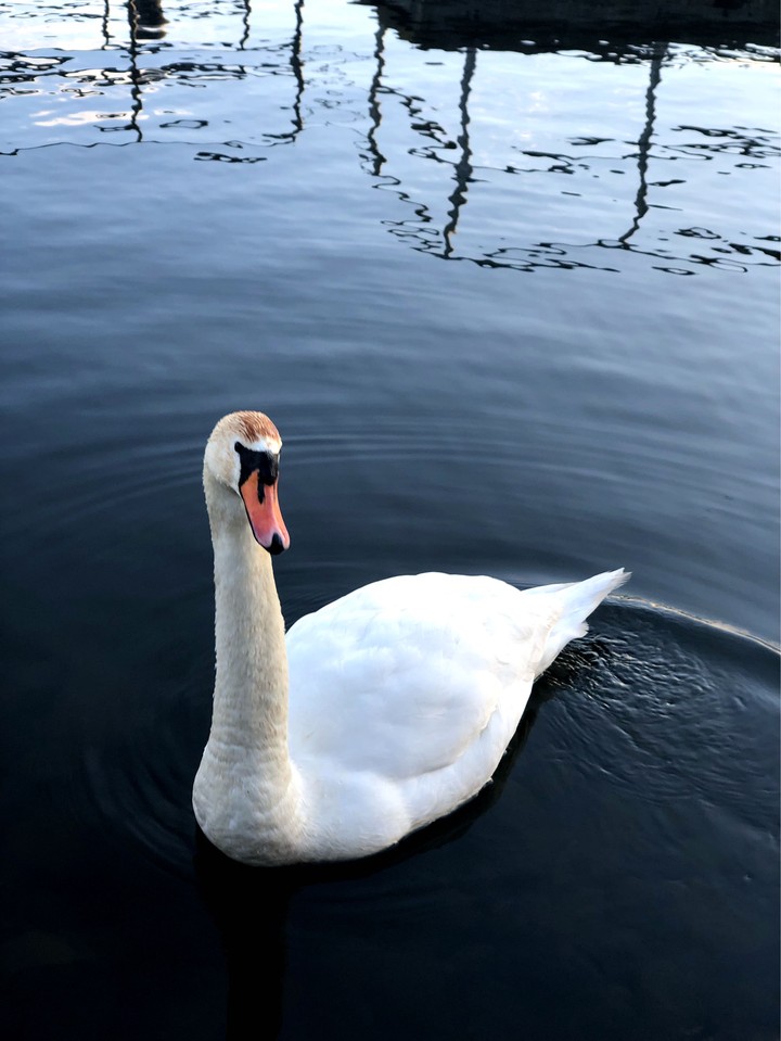Swan