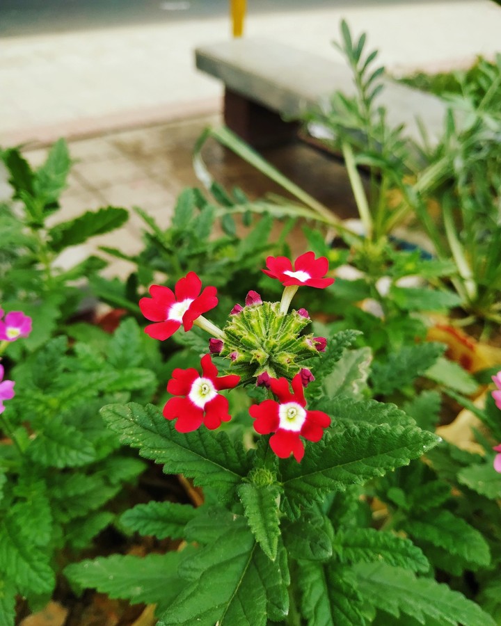 frowers