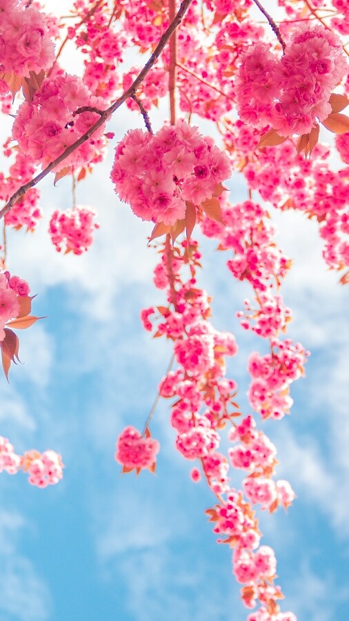 Spring
