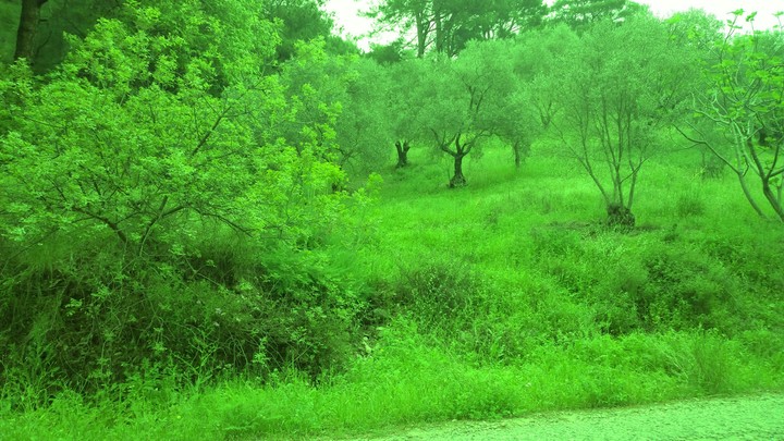 Wood