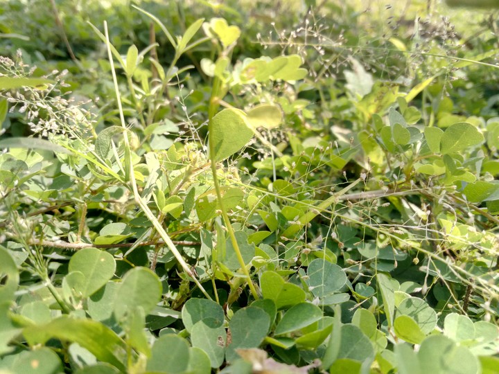 greenery