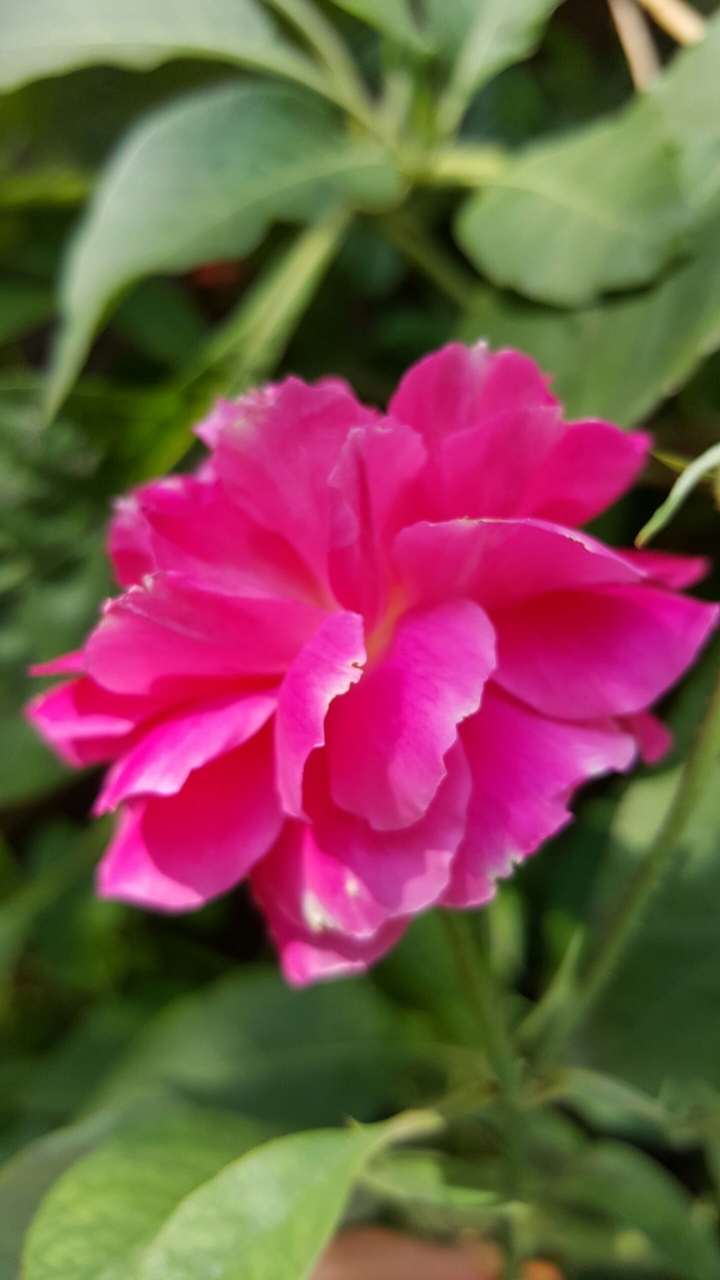 bloom