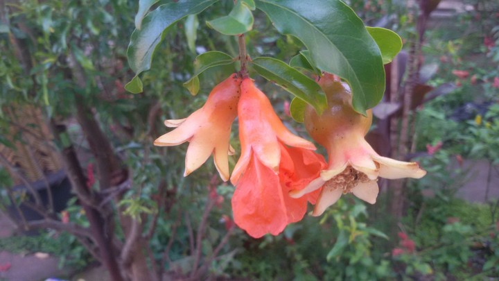 Flower pomegranate!!!
