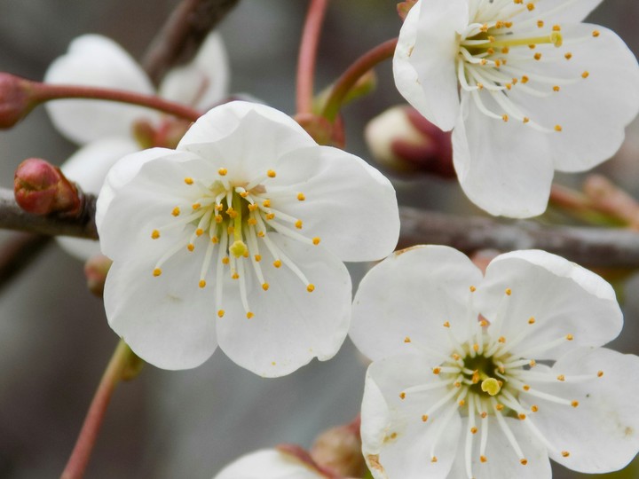 Blooming cherry