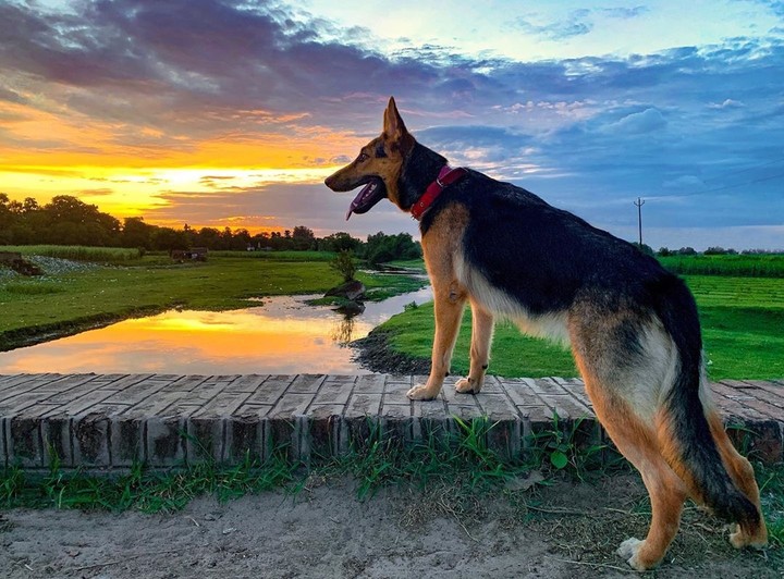 dog