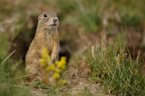 rodent, gopher Hintergrundbilder
