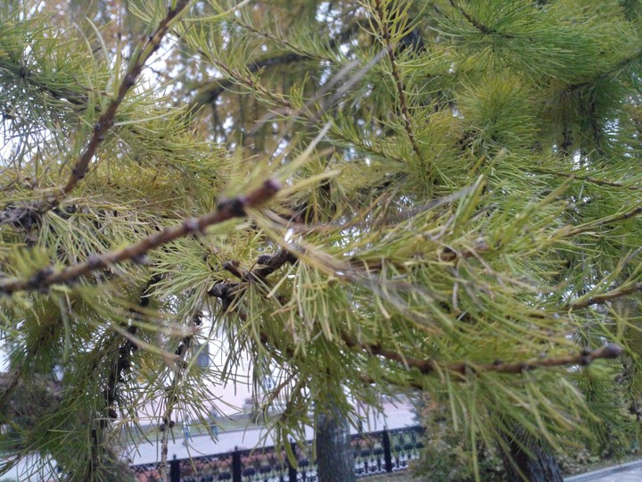 fir-tree