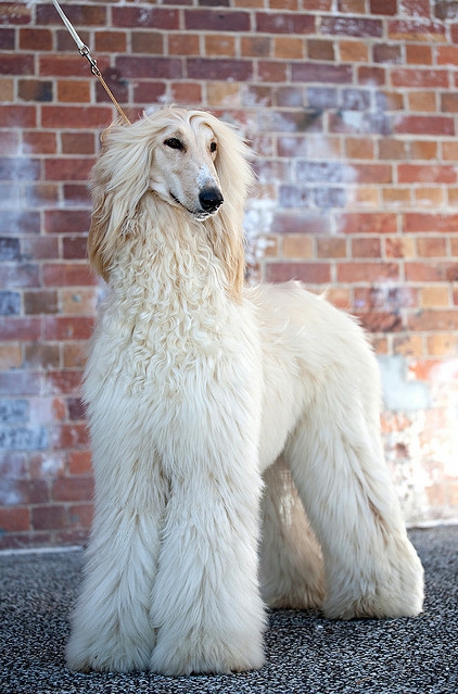 Afghan Hound.