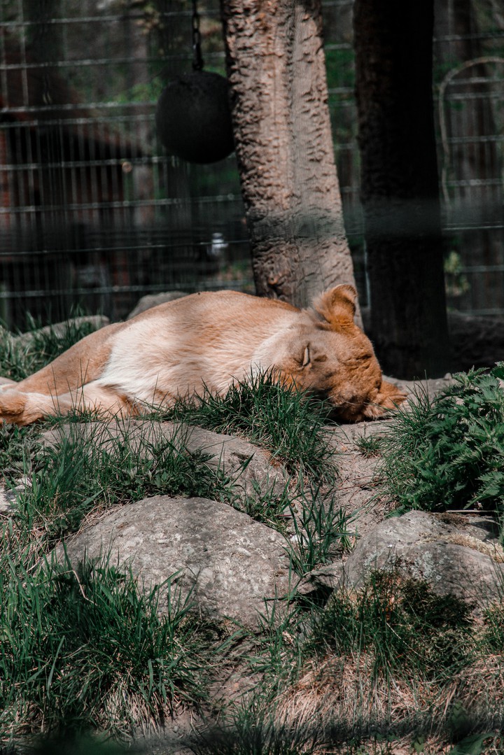 Tiger