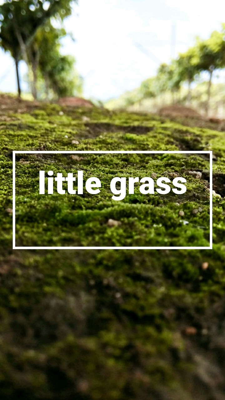 little grass