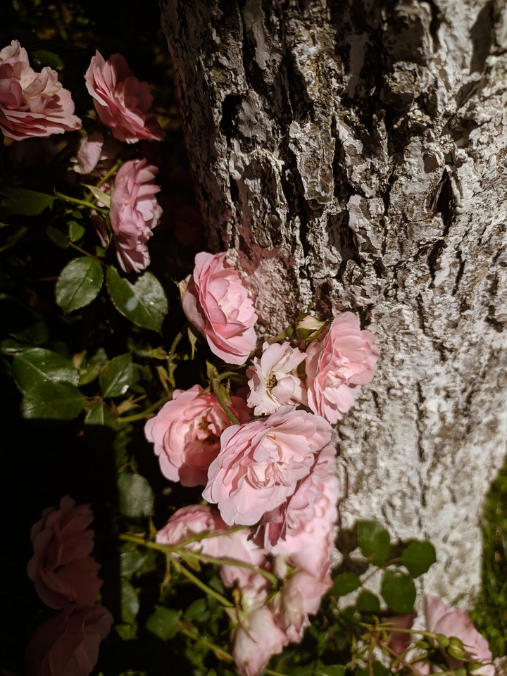 rose